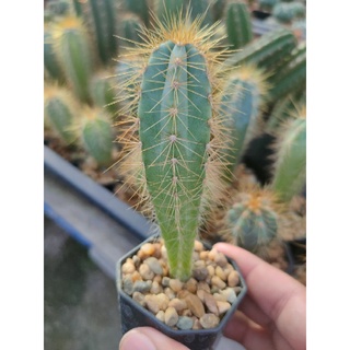 ตอฟ้าขนทอง Pilosocereus azureus🌵💰🌵💰🌵💰🌵