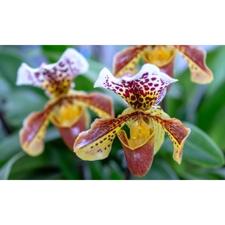 30 เมล็ดพันธุ์ เมล็ดกล้วยไม้ กล้วยไม้รองเท้านารี (Paphiopedilum Orchids) Orchid flower seeds อัตราการงอก 80-85%