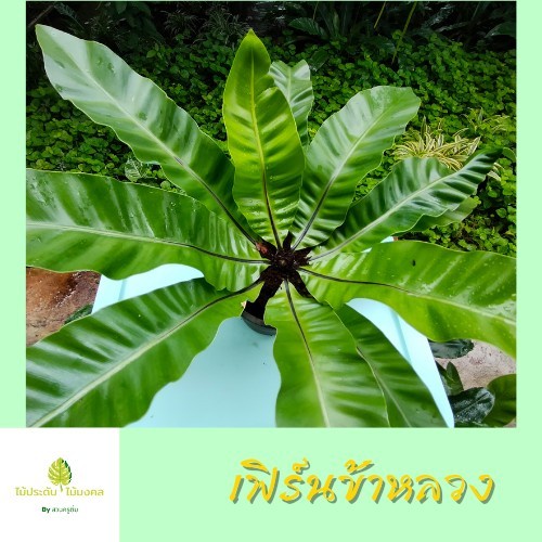 เฟิร์นข้าหลวง หลังลาย ไม้มงคล ไม้ประดับ ไม้ฟอกอากาศ ทางเลือกที่คนรักสวนไม่ควรพลาด *จัดส่งแบบห่อตุ้ม*
