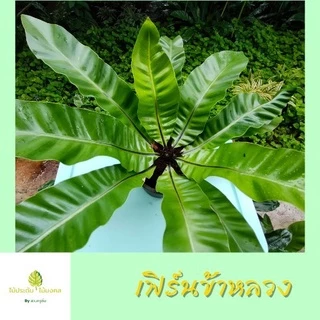 เฟิร์นข้าหลวง หลังลาย ไม้มงคล ไม้ประดับ ไม้ฟอกอากาศ ทางเลือกที่คนรักสวนไม่ควรพลาด *จัดส่งแบบห่อตุ้ม*