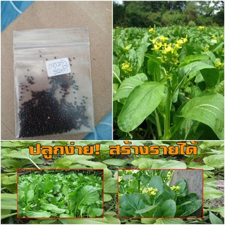 เมล็ดผักกาด กวางตุ้ง ราคาถูก สินค้าพร้อมส่ง
