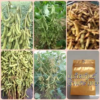 เมล็ดพันธุ์ถั่วแระไทย บรรจุ100เมล็ด ปลูกง่ายโตเร็ว