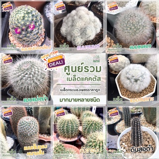 🌵ศูนย์รวมเมล็ดแคคตัส🌵 💥ชุดละ10+เมล็ด💥🌵หลากหลายชนิด 🌵แมมมิลลาเลีย🌵ราคาถูก💥เมล็ดกระบองเพชร เมล็ดแมม เมล็ดแคคตัส เมล็ดยิมโน