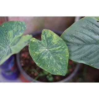 Colocasia lemon lime gecko #โคโลคาเซียเลมอนไลม์ #บอนเลม่อน