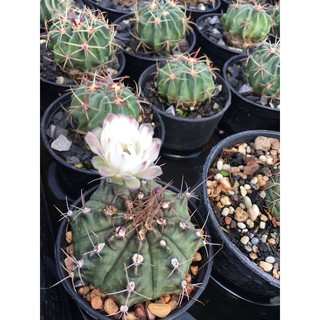 ส่งทั้งกระถาง- Cactus Gymno  # ยิมโนแคคตัส #แคคตัสราคาถูก# แคคตัสยิมโน เพาะเมล็ด  Gymnocalycium # กระบองเพชร # พืชทนแล้ง