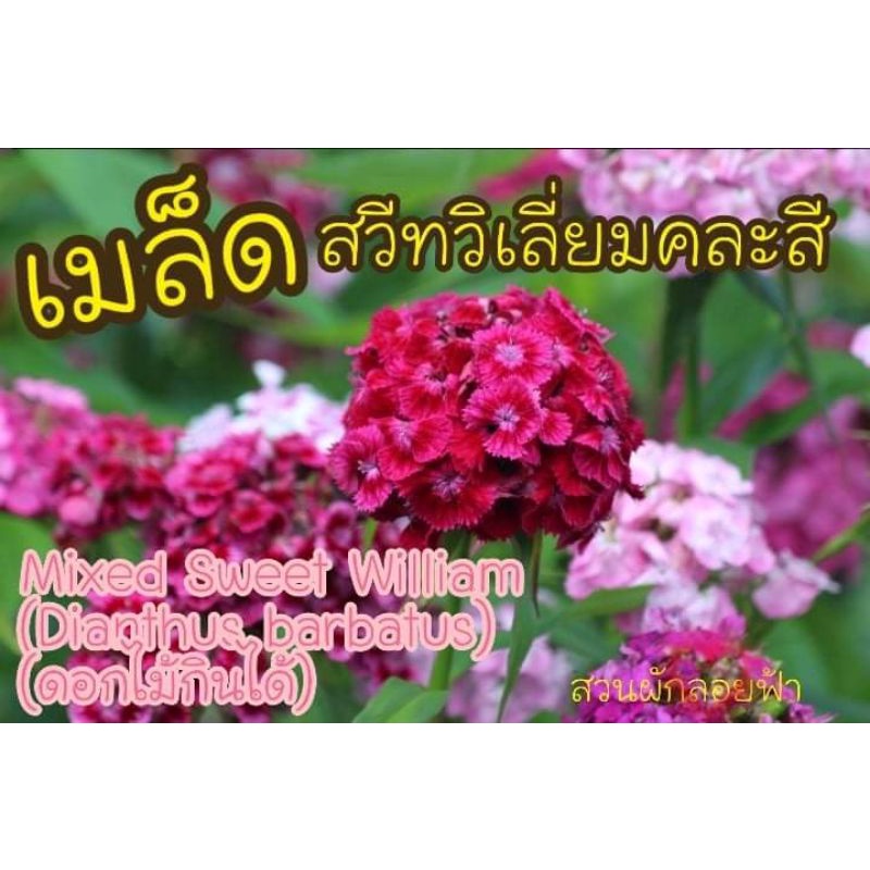 เมล็ดดอก สวีทวิลเลี่ยมคละสี (ดอกไม้กินได้) 50 เมล็ด พันธุ์แท้นำเข้าจากต่างประเทศ