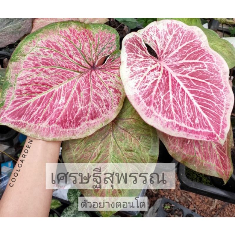 หัวผ่าบอนสีเศรษฐีสุพรรณ แท้ 100%