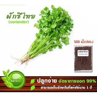 เมล็ดพันธุ์ ผักชีไทย 100เมล็ด