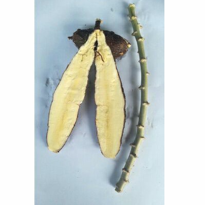 กิ่งพันธ์ุมัน 5 นาที สีเหลือง 1กิ่ง ยาว20ชม.✳(สั่งขั้นต่ำ 5กิ่ง)