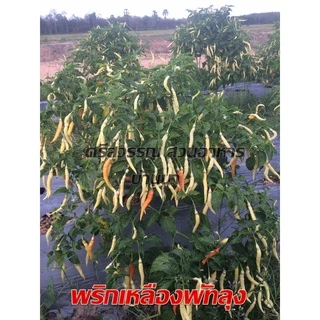 พริกเหลืองพัทลุง/500เมล็ด(3แถม1)เมล็ดพันธุ์พริก
