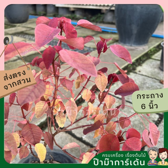 มุมมอง 2