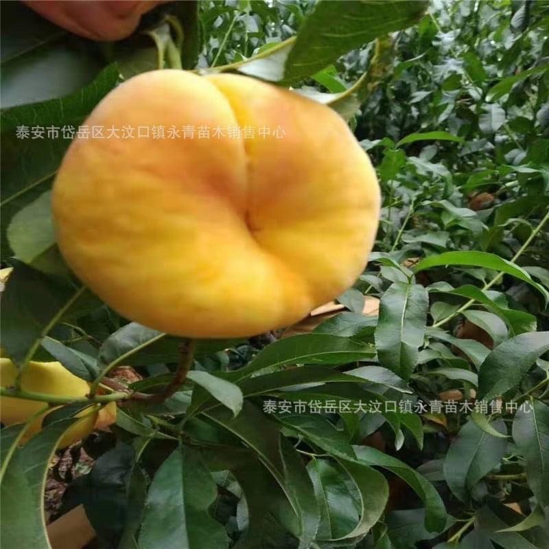 ต้นโดนัทพีชสีเหลืองปลูกง่ายทนร้อนเป็นต้นเสียบยอดอายุสองปีปลูกได้ทุกที่ของไทยอยู่กลางแจ้งได้ดี