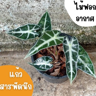 ต้นแก้วสารพัดนึก (Alocasia Polly) ไม้ฟอกอากาศ