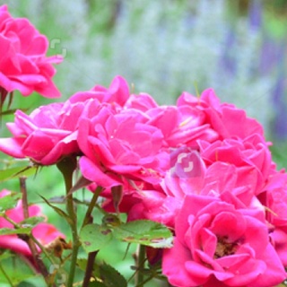 25เมล็ด เมล็ดกุหลาบ อังกฤษ พันธุ์เลื้อย สีชมพู กุหลาบหนู Rose seeds