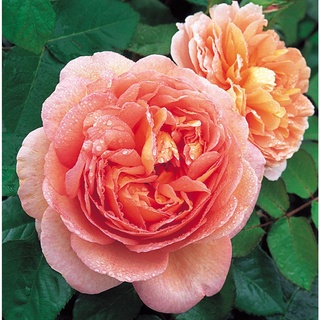 30 เมล็ด กุหลาบ พันธุ์ Abraham Darby Rose Seeds ดอกใหญ่ นำเข้าพร้อมคู่มือ