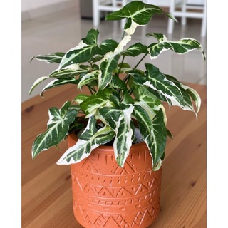 🍀 Syngonium Ngern Lai Ma T25 Variegated 🍀