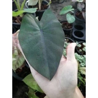 🌿TLPบอนดำ​ colocasia black​ magic​