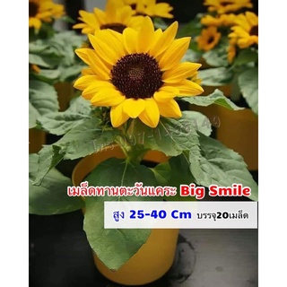 เมล็ดทานตะวันแคระ Big Smile 20เมล็ด Original  เมล็ดนำเข้า พันธุ์แท้ 100%***ศึกษาวิธีปลูกได้ใน "รายละเอียดของสินค้า" ***