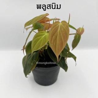 [5 ต้น ลด 5%] พลู 10 ชนิด 🌱 กระถาง 3-4 นิ้ว พลูบราซิล พลูฉลุ พลูด่าง พลูทอง พลูงาช้าง พลูหินอ่อน พลูสนิม