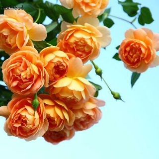 25เมล็ด เมล็ดกุหลาบ อังกฤษ พันธุ์เลื้อย สีส้ม กุหลาบหนู Rose seeds