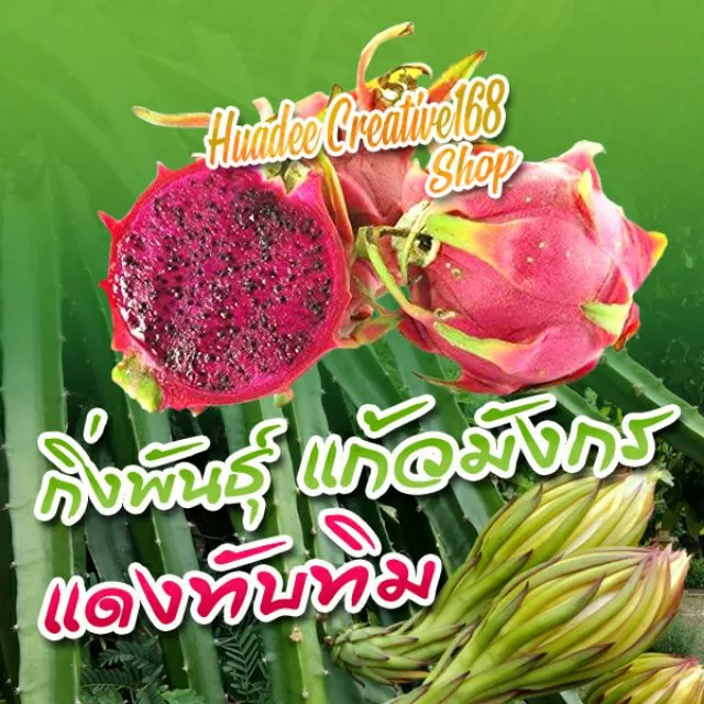 ต้นแก้วมังกร (จำหน่ายกิ่งพันธ์) เนื้อในสีแดงทับทิม กิ่งพันธฺุ์คุณภาพ