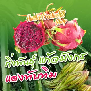 ต้นแก้วมังกร (จำหน่ายกิ่งพันธ์) เนื้อในสีแดงทับทิม กิ่งพันธฺ…