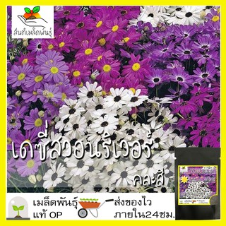 เมล็ดพันธุ์ เดซี่สวอนริเวอร์คละสี เดซี่ 200 เมล็ด Mixed Swan river Daisy เมล็ดพันธุ์แท้100% นำจากต่างประเทศ ถูกดี ดอกไม้