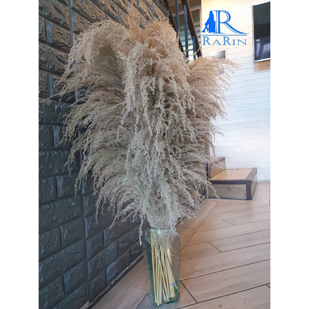New Rarin ดอกแขม สีธรรมชาติ ( 1 ก้าน) เกรด A เกรดส่งนอก สุดหรูสไตล์ยุโรป ทิ้งตัวสวย ไม่ร่วง สวยมาก