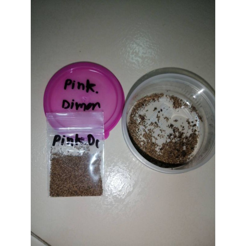เมล็ดยิมโน​ Pink​ Diamond.+ ยิมโนด่างมีชื่อ​  26/8/64