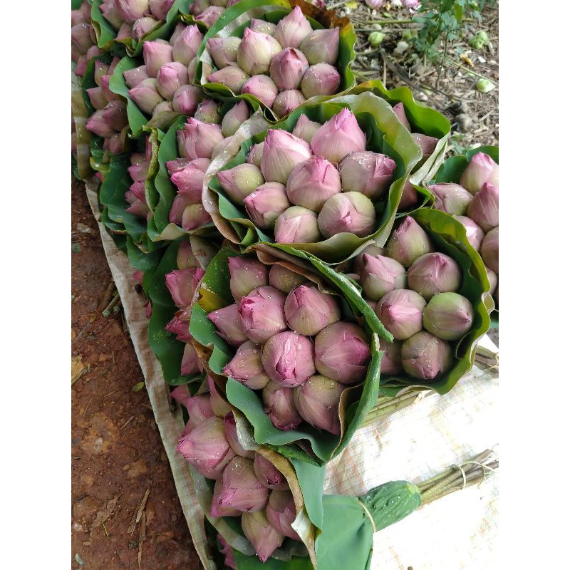 พันธ์ุบัวฉัตรชมพู ฉัตรขาว  ไหลบัวสำหรับปลูก ชุดละ150บาท1ชุดมี6ต้น