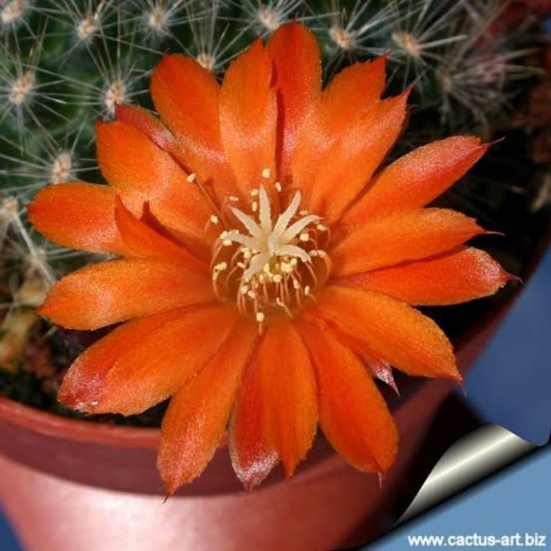 เมล็ดกระบองเพชร กระบองเพชร เมล็ดนำเข้า Aylostera flavistyla cactus แคคตัส