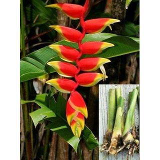 หน่อเฮลิโคเนีย รอสตราต้าheliconia rostrata สร้อยกัทลี ไม้ดอกไม้ประดับ