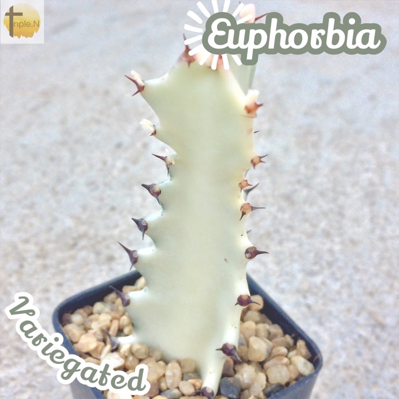 [สลัดไดด่างขาว] Euphorbia Lactea Variegated ส่งพร้อมกระถาง กระดูกมังกร ไวท์โกสต์ ยูโฟเบียด่างขาว ยูโฟเบีย Euphorbia