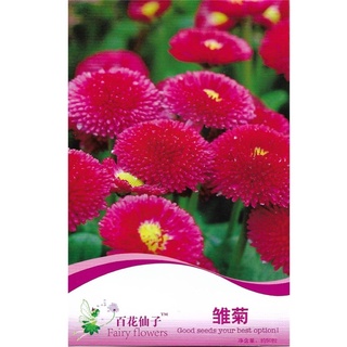 เมล็ด อิงลิช เดซี่ คละสี 50 เมล็ด  English Daisy Mixed