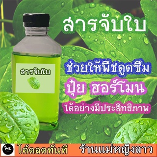 สารจับใบ สารจับใบชีวภัณฑ์ สารจับใบชนิดเข้มข้น ปุ๋ยทางใบ บำรุงต้นไม้