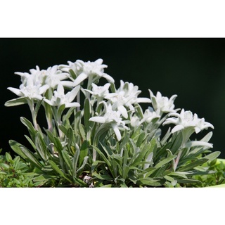 ดอกเอเดลไวส์ (Edelweiss) เมล็ดพันธุ์