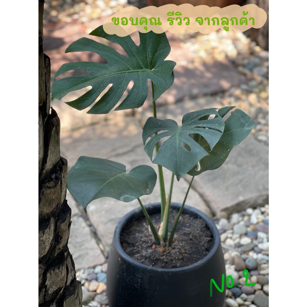 à¸—à¸šà¸—à¸§à¸™monstera Deliciosa Giant à¸¡à¸­à¸™à¸ªà¹€à¸•à¸­à¸£ à¸² à¹„à¸ˆà¹à¸­à¸™à¸— à¸­à¸²à¸¢ 1 à¸› à¹à¸‚ à¸‡à¹à¸£à¸‡à¸£à¸²à¸à¹€à¸• à¸¡ à¸• à¸™à¹„à¸¡ à¸Ÿà¸­à¸à¸­à¸²à¸à¸²à¸¨ à¸­ à¸²à¸™à¹€à¸‡ à¸­à¸™à¹„à¸‚à¸ à¸­à¸™à¸ª à¸‡ Good Price