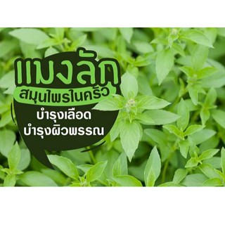 🌱เมล็ดพันธุ์ผัก แมงลัก พันธุ์พื้นบ้าน 500 เมล็ด 10 บาท 📌งอกดีมีคู่มือการปลูก / เมล็ดผักสวนครัว เมล็ดผัก เมล็ดพันธุ์พืช