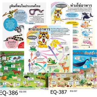 สื่อ สัตว์และแมลง ต่างๆ โปสเตอร์ภาพ กระดาษ หุ้มพลาสติก 50x70 ซม.