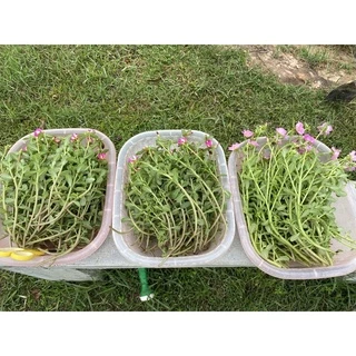 คุณนายตื่นสาย ชุดประหยัด ครึ่งโล 75 บาท