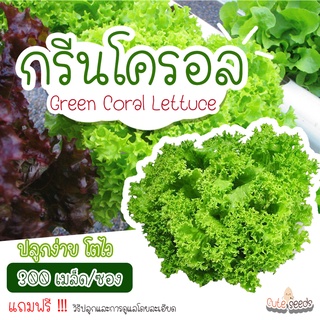 เมล็ดพันธุ์ผักกรีนโครอล 300เมล็ด อัตราการงอก95% ปลูกง่าย โตไว(แถมฟรี เมล็ดผักทุกออเดอร์)