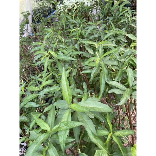 ต้นโดนัทพีชสีเหลืองปลูกง่ายทนร้อนเป็นต้นเสียบยอดอายุสองปีปลูกได้ทุกที่ของไทยอยู่กลางแจ้งได้ดี - รูปที่ 6