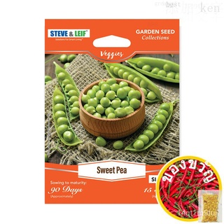 Steve &amp; Leif Sweet Pea / Garden Pea / Purple Pea Seedsผักชี/ผู้ชาย/พาสต้า/กุหลาบ/เด็ก/หมวก/ผักกาดหอม/บ้านและสวน/seeds/เส