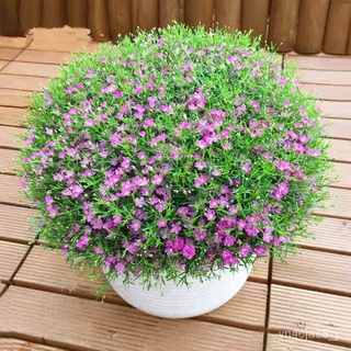 （อัตราการปลูกสูง）200Pcs Colorful Babys Breath Gypsophila Seeds Flower Garden Bonsai Plant Decor เมล็ดพันธุ์พืช ผักสวนคร