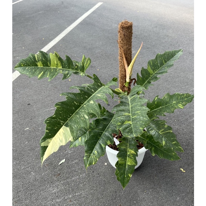 🌱Philodendron ring of fire 🌱 ใบเลื่อยด่าง