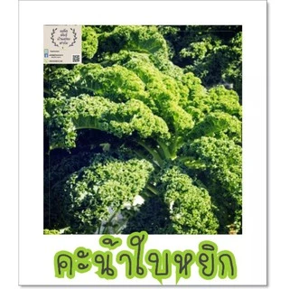 เมล็ด​พันธุ์​ เคล​ (บลูเคล)​ คะน้าใบหยิก​ Blue​ Kale 150เมล็ด​