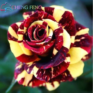 เมล็ดพันธุ์ กุหลาบ สตาร์แอนด์สไตร้พส์ Stripes Rose Seeds สี แดง-เหลือง ดอกใหญ่ นำเข้าจากต่างประเทศ 30 เมล็ด