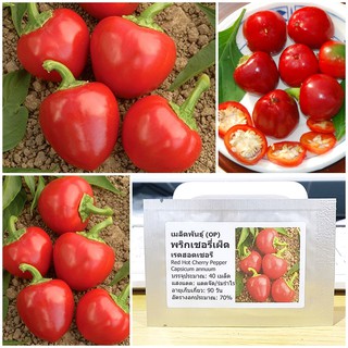 เมล็ดพันธุ์ พริกเชอรี่เผ็ด (Red Hot Cherry Pepper Seed) บรรจุ 40 เมล็ด คุณภาพดี ราคาถูก ของแท้ 100%