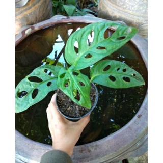 (จำนวน 1 ต้น) พลูฉลุ ต้นไม้ฟอกอากาศ ต้นไม้น้ำ  ต้นไม้ในร่ม monstera adansonii พลูฉลุ พลูด่าง