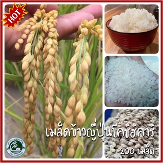 200+ เมล็ด ข้าวโคชิฮิคาริ  Koshihikari Japanese Rice ข้าวเปลือก ข้าวญี่ปุ่น เมล็ดข้าวญี่ปุ่นโคชิฮิคาริ